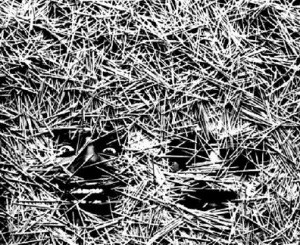 photo035-500x245