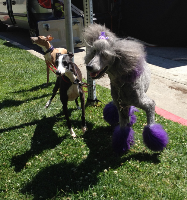 dogs