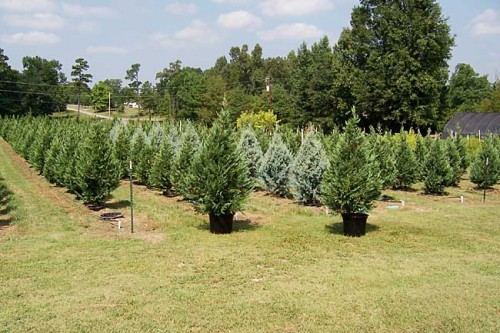 potted-live-trees potted-live-trees